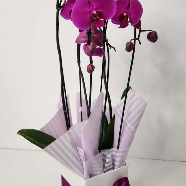 Orquídea Phalaenopsis Arco roxa 2 Hastes 