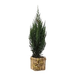 Imagem de Tuia Strickta Natural Pt14 Árvore de Natal