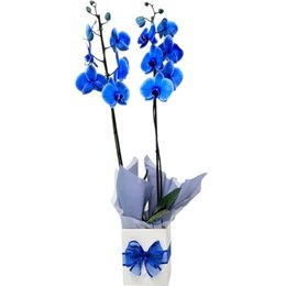 Imagem de Orquídea Azul 2 Hastes