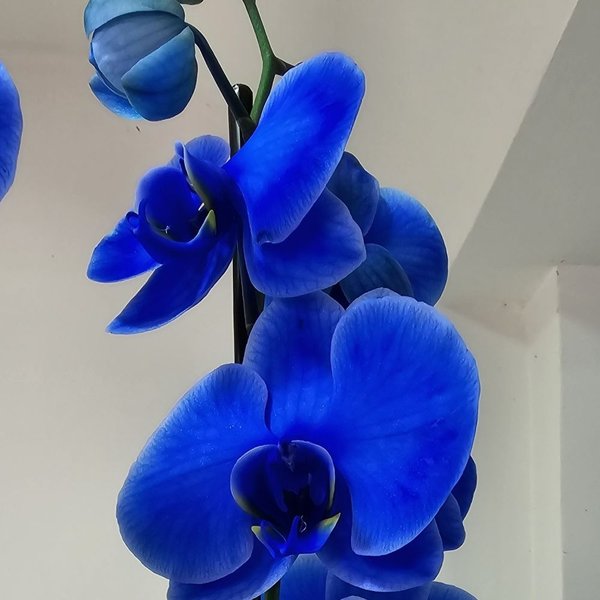 Orquídea Azul 2 Hastes