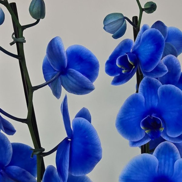 Orquídea Azul 2 Hastes