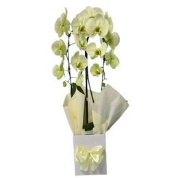 Imagem de Orquídea Amarela Arco 2 Hastes