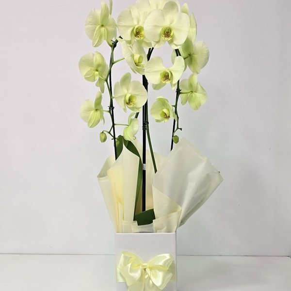 Orquídea Amarela Arco 2 Hastes