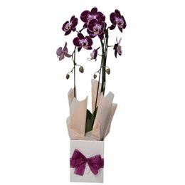 Imagem de Orquídea Phalaenopsis Cascata Arco 2 Haste Vinho