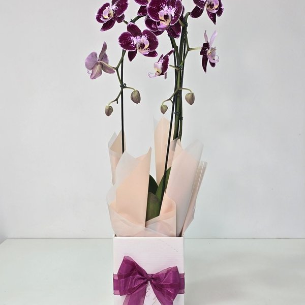 Orquídea Phalaenopsis Cascata Arco 2 Haste Vinho