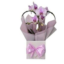 Imagem de Orquídea Phalaenopsis Coração Rosa