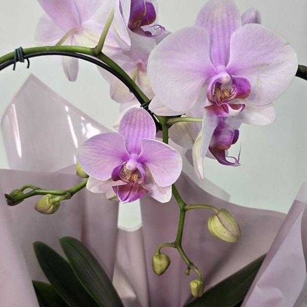 Orquídea Phalaenopsis Coração Rosa