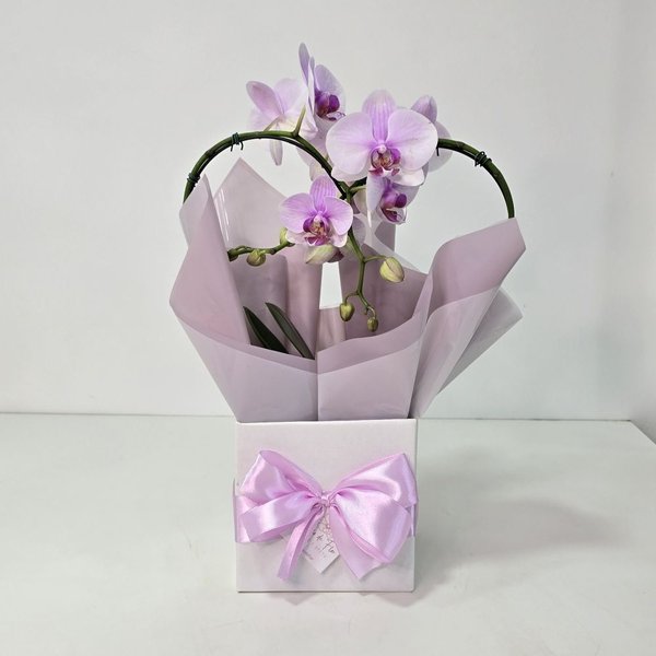 Orquídea Phalaenopsis Coração Rosa