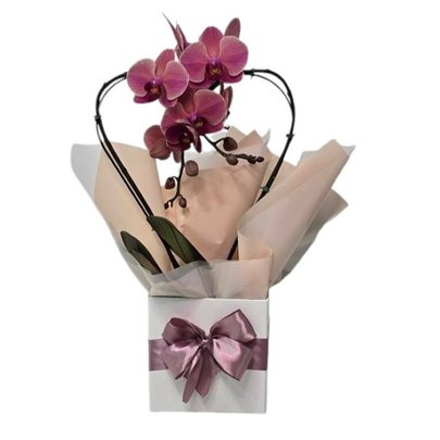 Orquídea Phalaenopsis Coração Cor Goiaba
