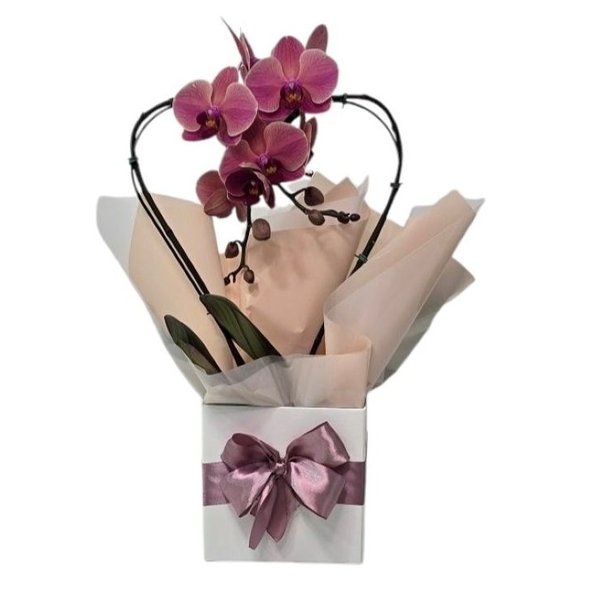 Orquídea Phalaenopsis Coração Cor Goiaba