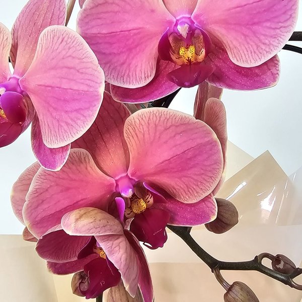 Orquídea Phalaenopsis Coração Cor Goiaba