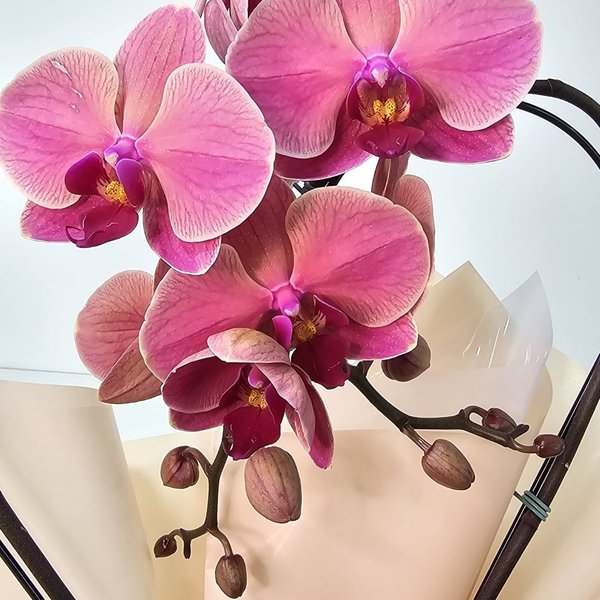 Orquídea Phalaenopsis Coração Cor Goiaba