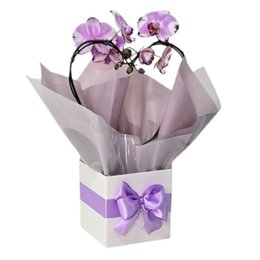 Imagem de Orquídea Phalaenopsis Coração Lilás Mesclada