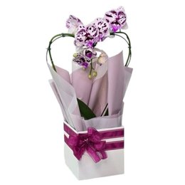 Imagem de Orquídea Phalaenopsis Coração Cor Roxa Mesclada