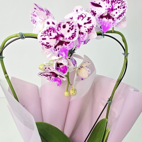 Orquídea Phalaenopsis Coração Cor Roxa Mesclada