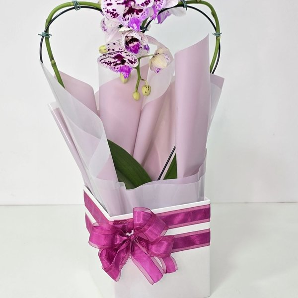 Orquídea Phalaenopsis Coração Cor Roxa Mesclada