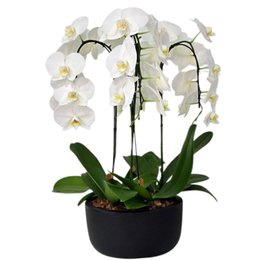 Imagem de Arranjo de Orquídeas Branca 