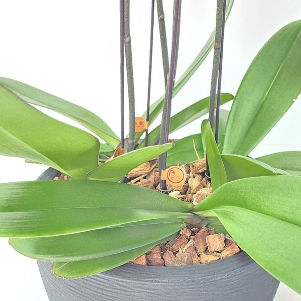 Arranjo de Orquídeas Branca 