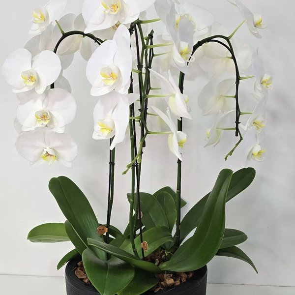 Arranjo de Orquídeas Branca 