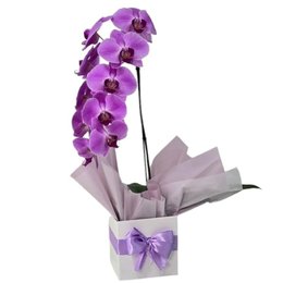 Imagem de Orquídea Phalaenopsis Cascata Lilás
