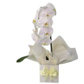 Orquídea Phalaenopsis Cascata Branca