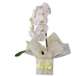 Imagem de Orquídea Phalaenopsis Cascata Branca