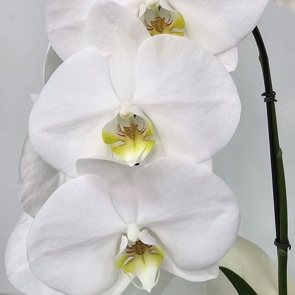 Orquídea Phalaenopsis Cascata Branca