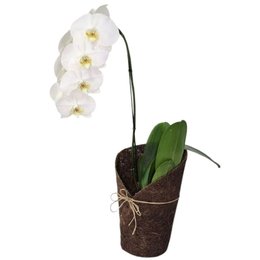 Imagem de Orquídea Phalaenopsis Kit Árvore