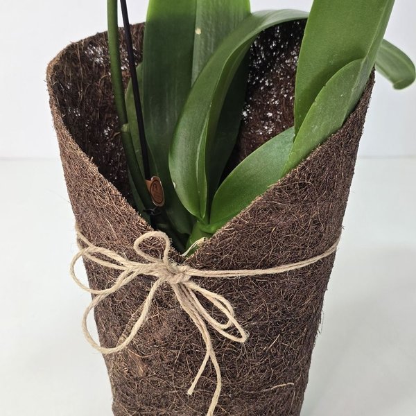 Orquídea Phalaenopsis Kit Árvore
