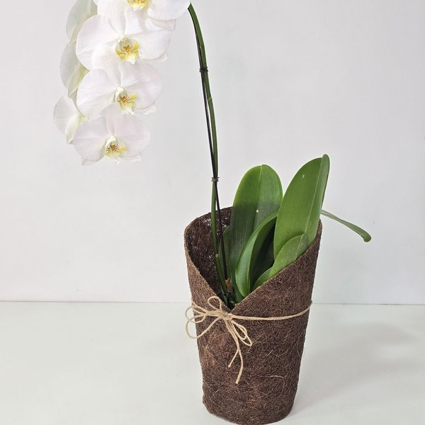 Orquídea Phalaenopsis Kit Árvore