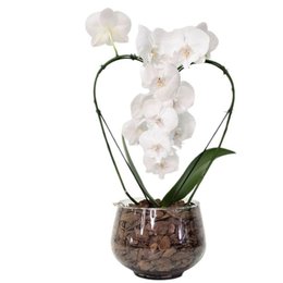 Imagem de Orquídea Phalaenopsis Coração Branca no Bowl de Vidro