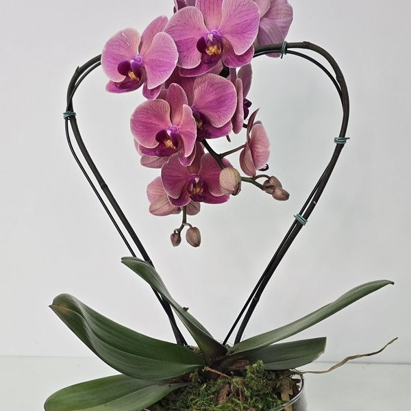 Orquídea Coração Goiaba no Bowl de Vidro