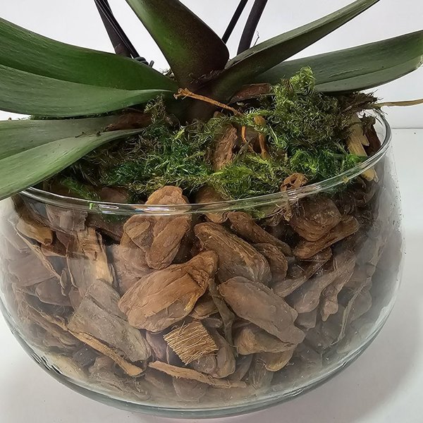 Orquídea Coração Goiaba no Bowl de Vidro
