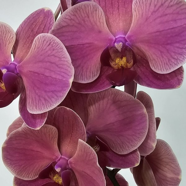 Orquídea Coração Goiaba no Bowl de Vidro