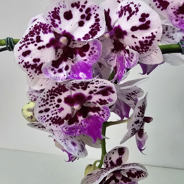 Orquídea Coração Lilás no Bowl de Vidro