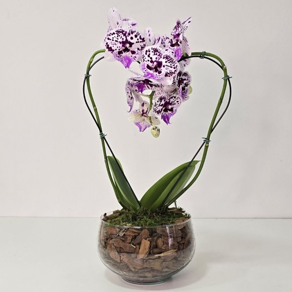 Orquídea Coração Lilás no Bowl de Vidro