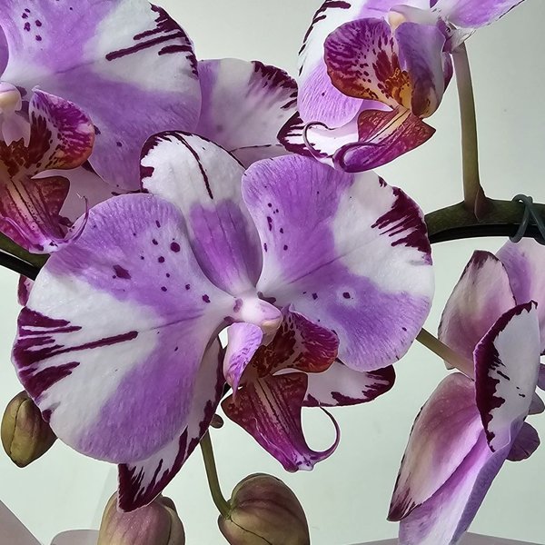 Orquídea Coração Lilás no Bowl de Vidro