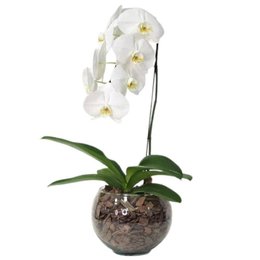 Imagem de Arranjo de Orquídea Branca no Bowl de Vidro
