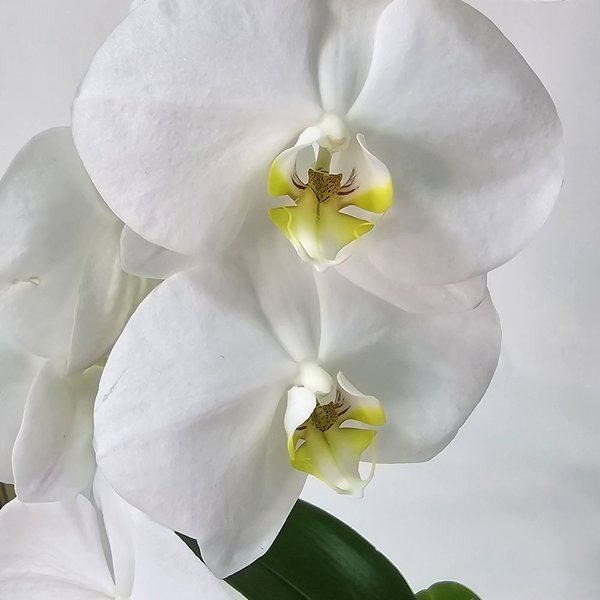 Arranjo de Orquídea Branca no Bowl de Vidro