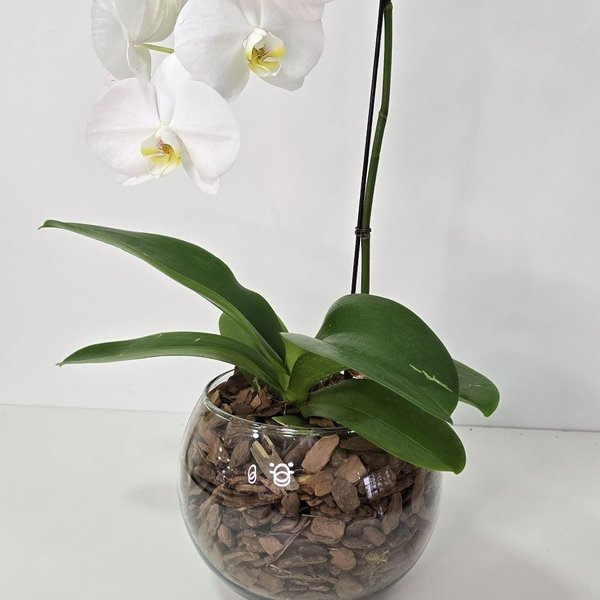 Arranjo de Orquídea Branca no Bowl de Vidro
