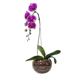 Imagem de Arranjo de Orquídea Roxa no Bowl de Vidro