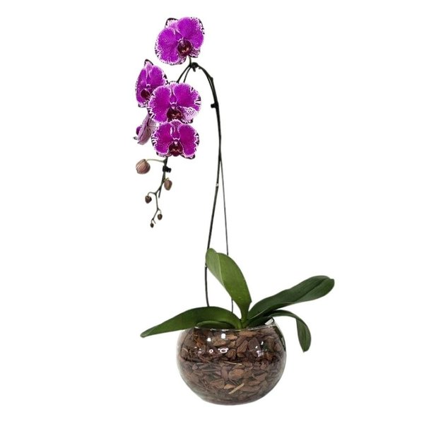 Arranjo de Orquídea Roxa no Bowl de Vidro