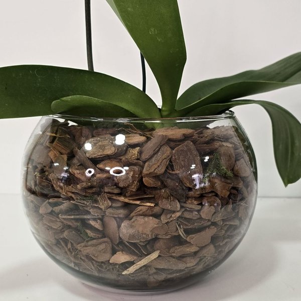 Arranjo de Orquídea Roxa no Bowl de Vidro