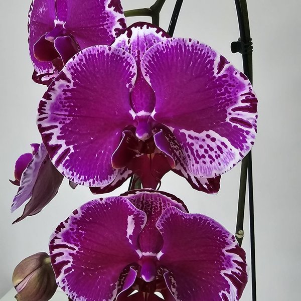 Arranjo de Orquídea Roxa no Bowl de Vidro