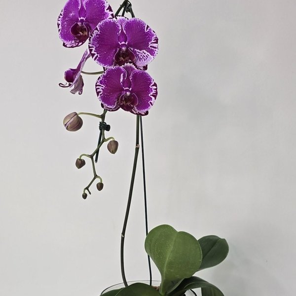 Arranjo de Orquídea Roxa no Bowl de Vidro