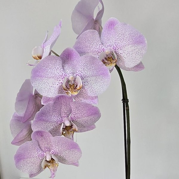 Arranjo de Orquídea Lilás no Bowl de Vidro