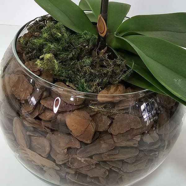 Arranjo de Orquídea Lilás no Bowl de Vidro
