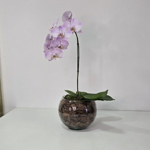 Arranjo de Orquídea Lilás no Bowl de Vidro