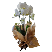 Orquídea Phalaenopsis Cascata