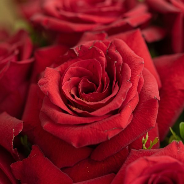 buquê com 12 rosas colombianas 